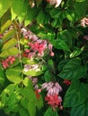 Nona makan sirih flower or Clerodendrum thomsoniae Royalty Free Stock Photo