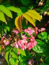 Nona makan sirih flower or Clerodendrum thomsoniae Royalty Free Stock Photo