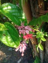 Nona makan sirih flower or Clerodendrum thomsoniae Royalty Free Stock Photo