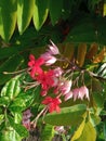 Nona makan sirih flower or Clerodendrum thomsoniae Royalty Free Stock Photo