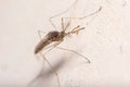 Nonbiting midge Chironomus sp. posed on a concrete wall Royalty Free Stock Photo