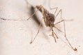 Nonbiting midge Chironomus sp. posed on a concrete wall