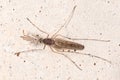 Nonbiting midge Chironomus sp. posed on a concrete wall