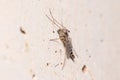 Nonbiting midge Chironomus sp. posed on a concrete wall