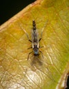 Nonbiting Midge Lake Fly