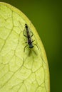 Nonbiting Midge Lake Fly