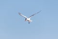 A nonbreeding adult Caspian tern Hydroprogne caspia flies over Edwin B. Forsythe National Wildlife Refuge, New Jersey, USA