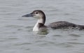 Nonbreeding adult Common Loon Gavia immer swimmin in the ocean, close up
