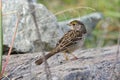 Nonbreeding adult Golden-crowned Sparrow stands on rock in the fall