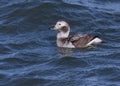 Nonbreeding female Long-tailed Duck or Oldsquaw Clangula hyemalis