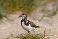 Nonbreeding ruddy turnstone on a beach littered with broken shells.