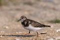 Nonbreeding ruddy turnstone on a beach littered with broken shells.