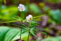 nondescript, but pleasing to the eye first spring white flowers - snowdrops forest anemone