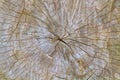 None aged stub, sawed wood texture Royalty Free Stock Photo
