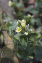 Nonea lutea in bloom Royalty Free Stock Photo