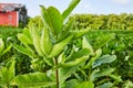 Nonflowering milkweed plant up close on farm