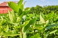 Nonflowering milkweed plants with blurred field and red barn in background