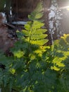 Nonflowering plant Fern