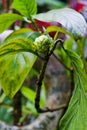 Noni Royalty Free Stock Photo