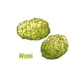 Hand drawn colorful noni. Superfood. Illustration isolated on white background. Royalty Free Stock Photo