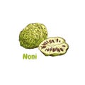 Hand drawn colorful noni. Illustration isolated on white background. Royalty Free Stock Photo