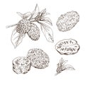 Hand drawn noni. Set sketches with cut noni, branch and flower. Royalty Free Stock Photo