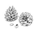 Hand Drawn Pine Cones. Isolated Sketch On White Background.