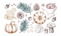 Autumn elements set: falling leaves, pine branches, pumpkins, mushrooms, cones. Royalty Free Stock Photo