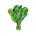 Hand drawn colorful spinach bunch. Fresh leaves bunch. Illustration isolated on white background.