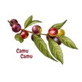 Hand drawn camu camu berries on a branch. Superfood.