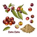 Hand drawn camu camu. Set of sketches with a branch with camu camu berries and leaves, powdered and berry cut in half. Superfood. Royalty Free Stock Photo