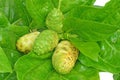 Noni