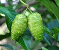 Noni fruit