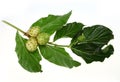 Noni Fruit