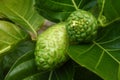 Noni Fruit