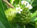 Noni Fruit