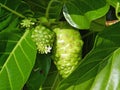 Noni Fruit with flowers