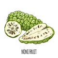 Noni fruit, Full color realistic hand drawn vector. Royalty Free Stock Photo