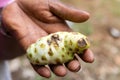 Noni Fruit In Hand