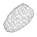 Noni fruit hand drawn