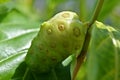 The Noni fruit has a pungent odor when ripening & is hence also known as cheese or even vomit fruit