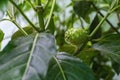 Noni fruit or INdian mulberry plant fruiting continuously which are very nutritious and healthy fruits, the juice is cures many