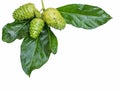 Noni fruit with leaf