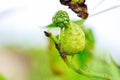 Noni fruit (Morinda citrifolia)