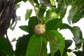 Noni fruit in the tree. Food, herbal