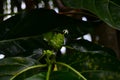 Noni fruit in the tree. Food, herbal.