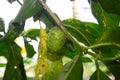 Noni fruit in the tree