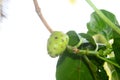 Noni fruit in the tree