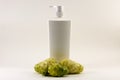 Noni fruit and white bottle isolated.Product from noni. Royalty Free Stock Photo