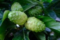 Noni fruits in the tree, nature background Morinda citrifolia